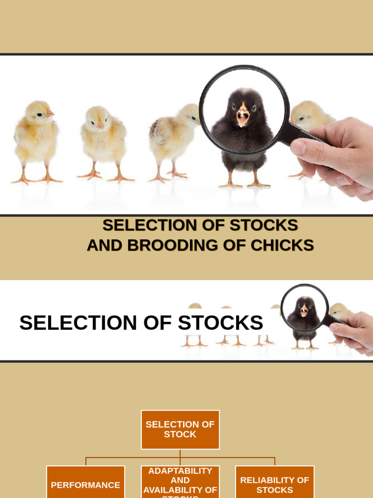Stock Selection and Chick Brooding Guide | PDF | Birds | Poultry Farming