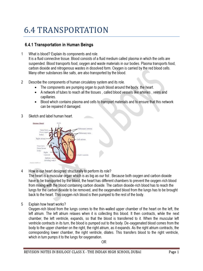 Biology Class X: Human Circulatory System | PDF | Atrium (Heart) | Heart