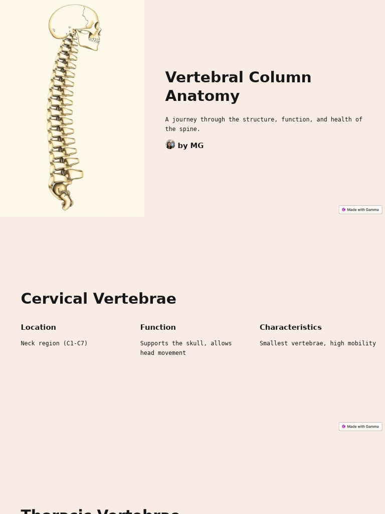 Vertebral Column Anatomy Overview | PDF