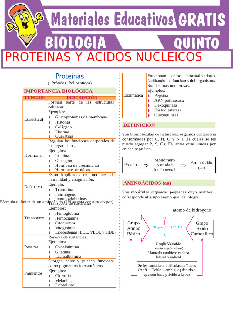 Estructura y Función de Proteínas y Ácidos Nucleicos | PDF | Rna | Adn