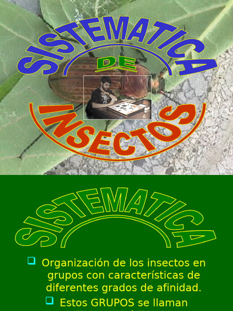 Clasificación y Taxonomía de Insectos | PDF | Organismos | Taxonomía de ...