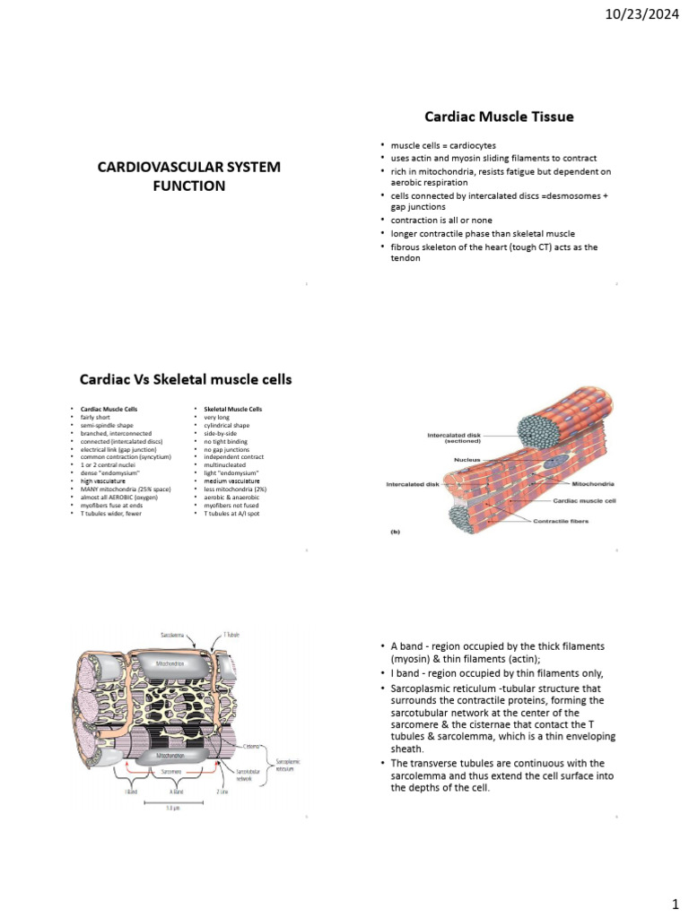 Cardiac Muscle Function and Anatomy Guide | PDF | Electrocardiography ...