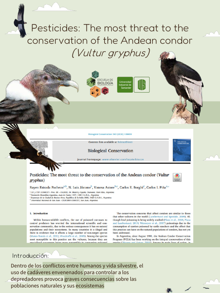 Pesticides The Most Threat To The Conservation of The Andean Condor ...