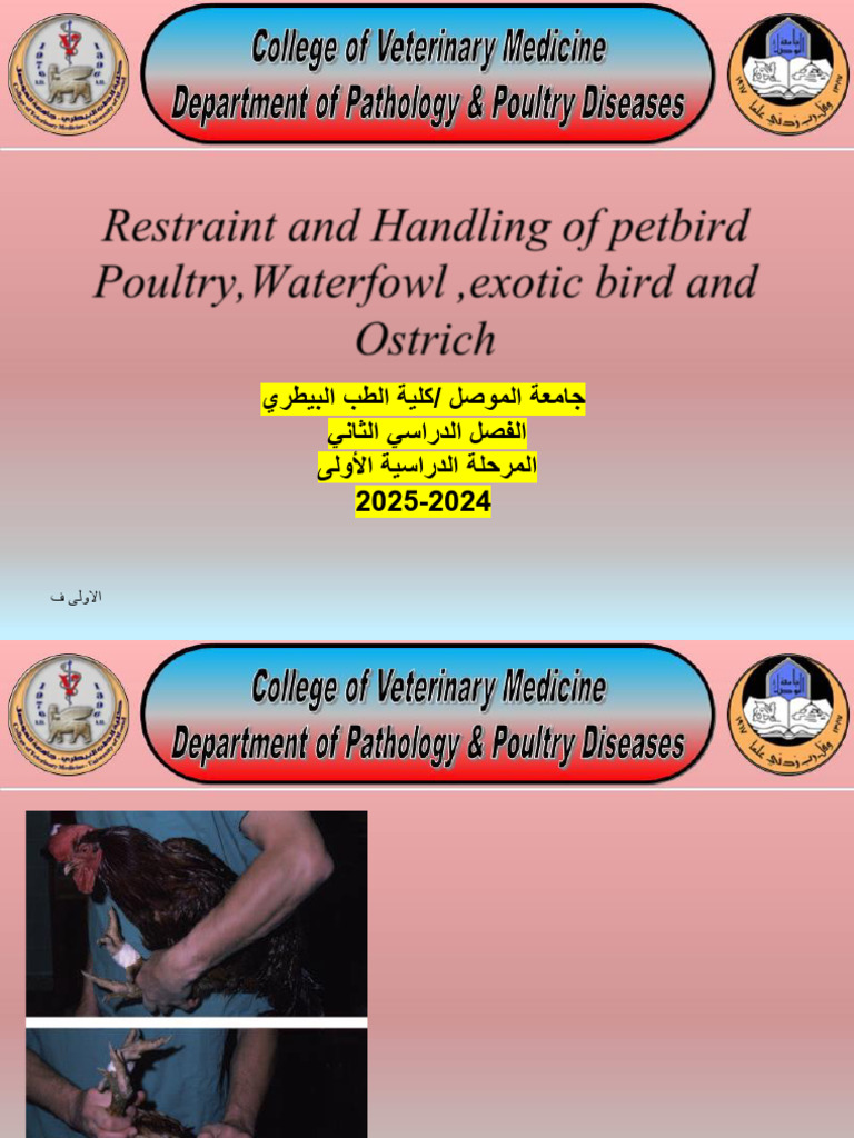 Bird Restraint Techniques for Poultry | PDF | Chicken | Beak