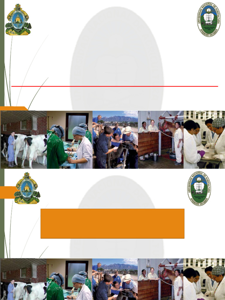 Rol del Médico Veterinario en la Sociedad | PDF | Medicina Veterinaria ...