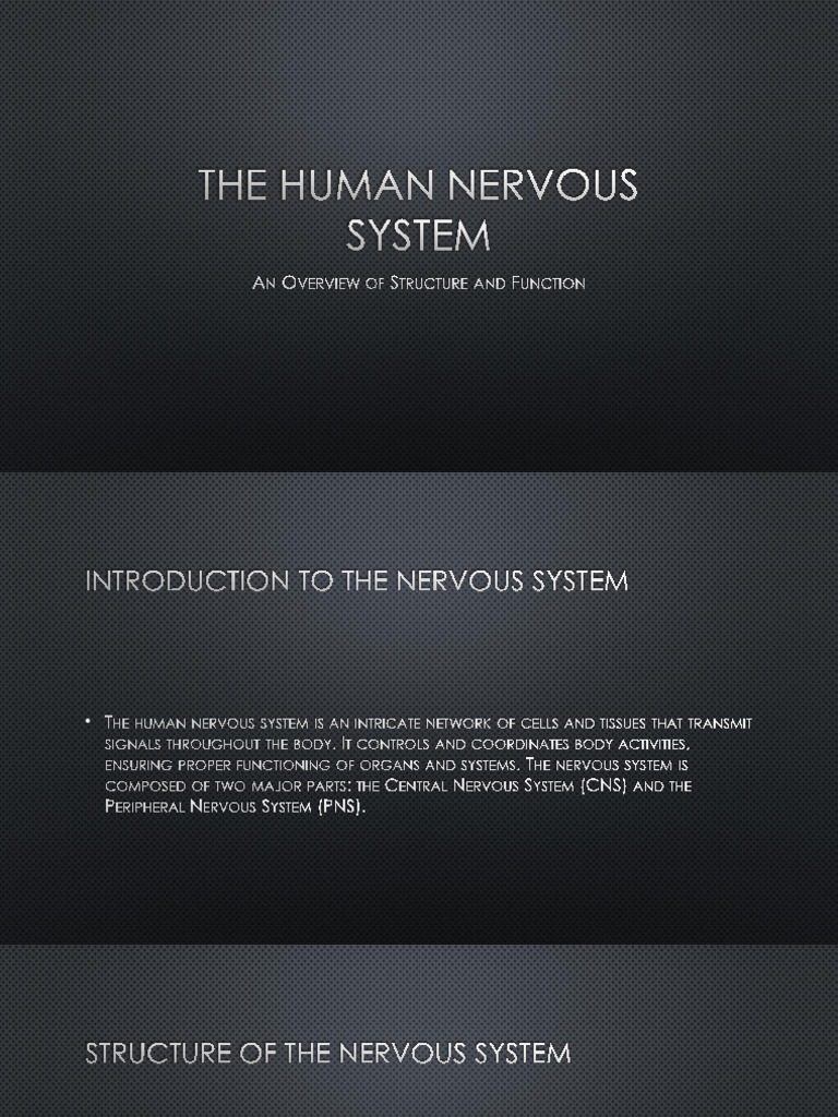 Overview of the Human Nervous System | PDF | Central Nervous System ...