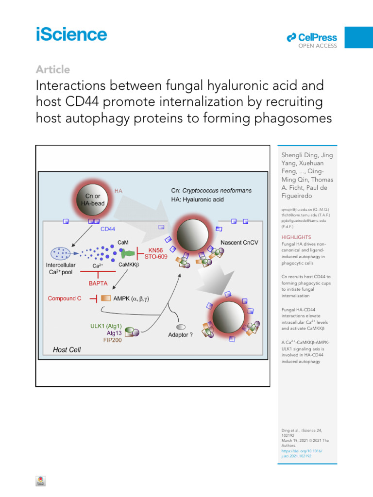 2021丁胜利 - Interactions between fungal hyaluronic acid | PDF | Autophagy ...