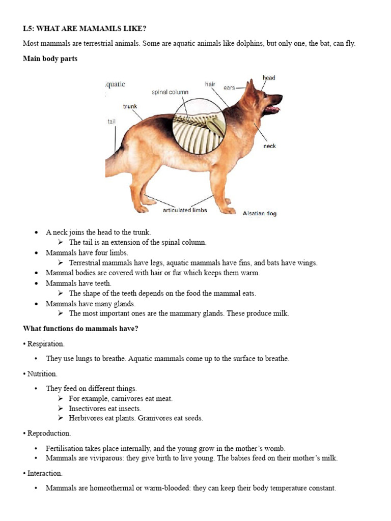 Understanding Mammals: Types and Traits | PDF | Mammals | Marsupials
