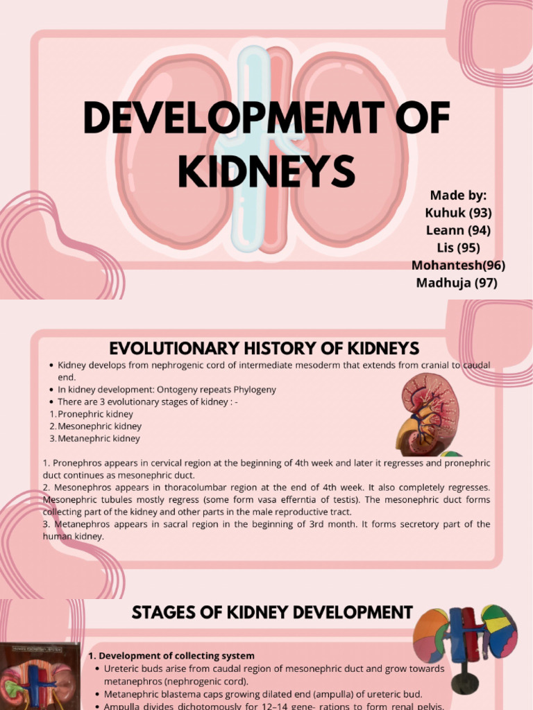 Presentation On Development of Kidney | PDF