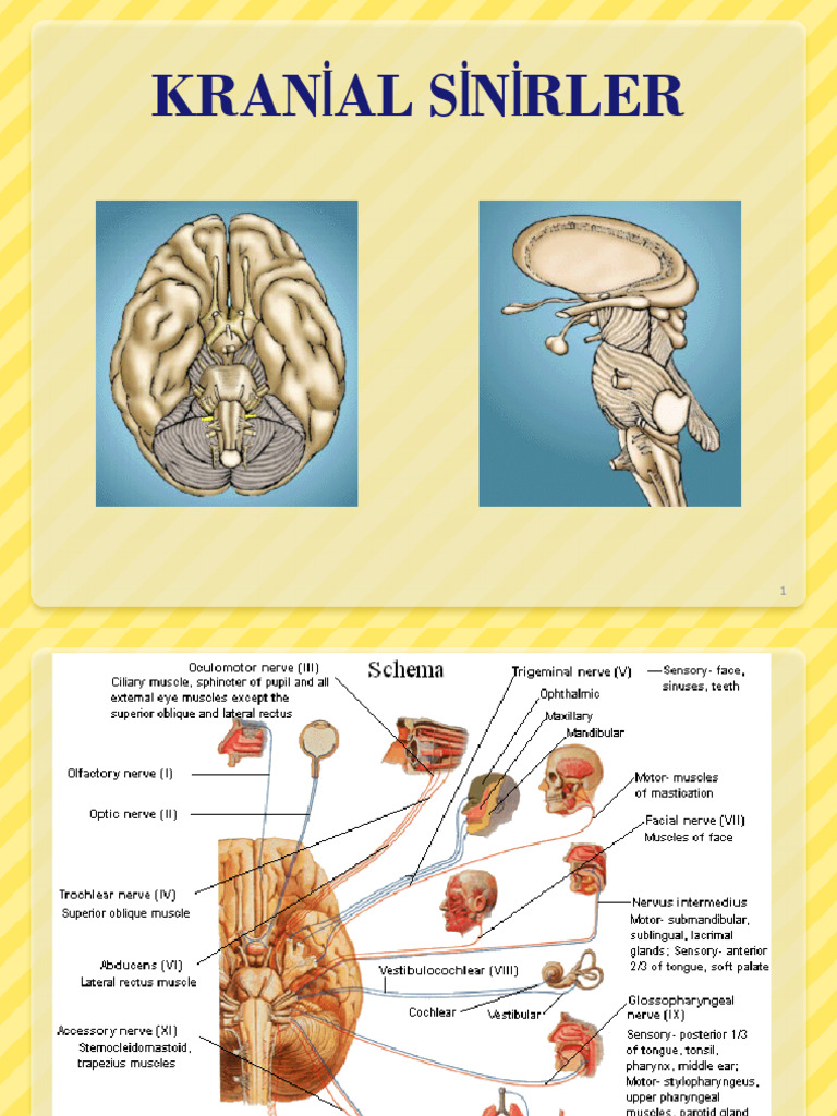 13 Cranial 1 6 | PDF
