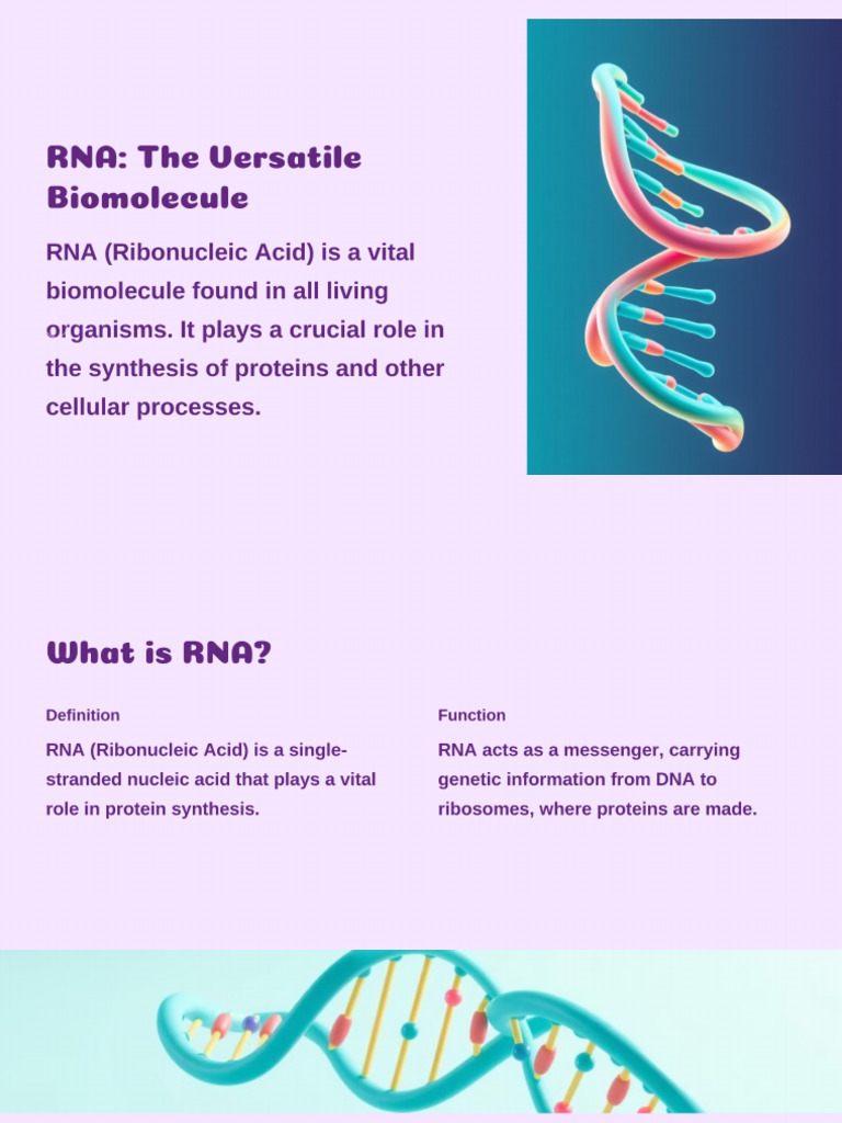 The Prime Function of RNA is in Protein Synthesis. Without RNA, The ...