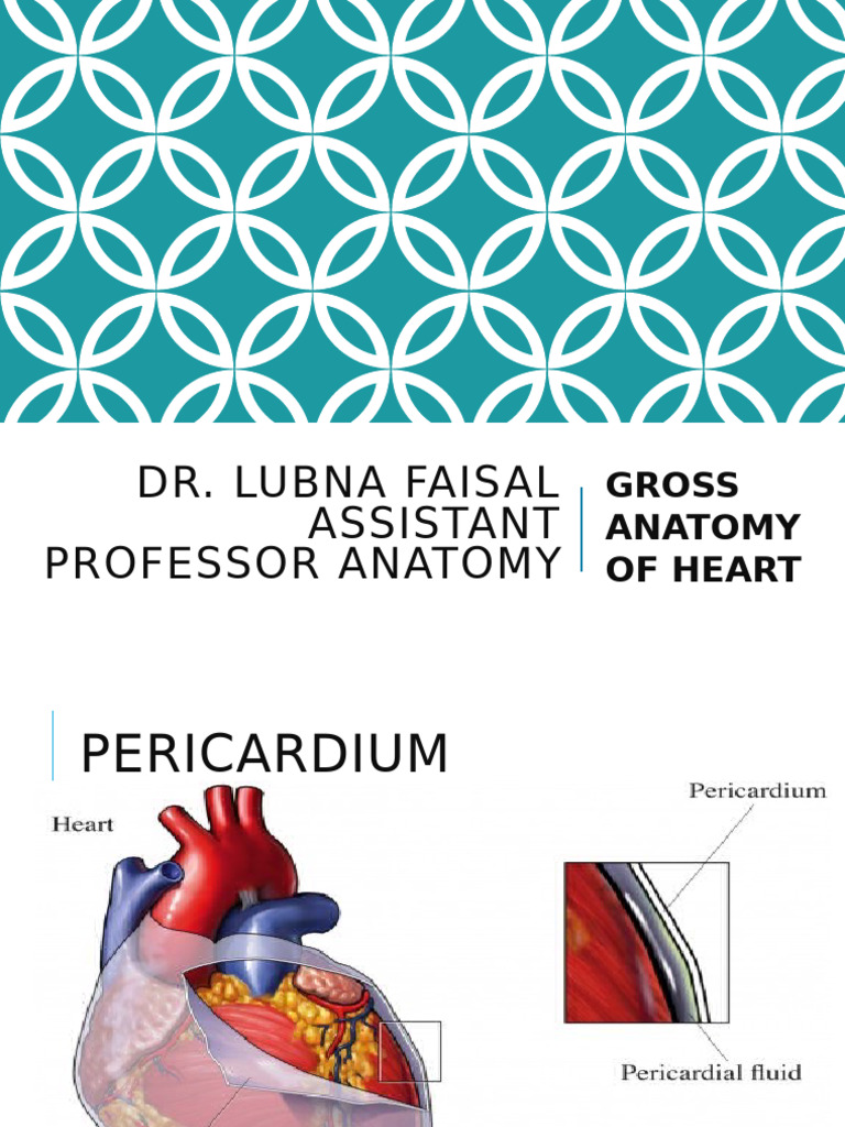 Anatomy of the Human Heart Explained | PDF | Heart Valve | Ventricle ...