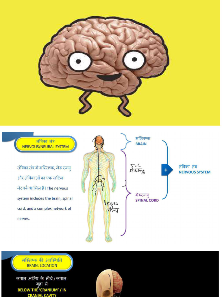Brain and Its Nervous System Note | PDF