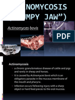 Actinomycosis PPT Joel Ruminant