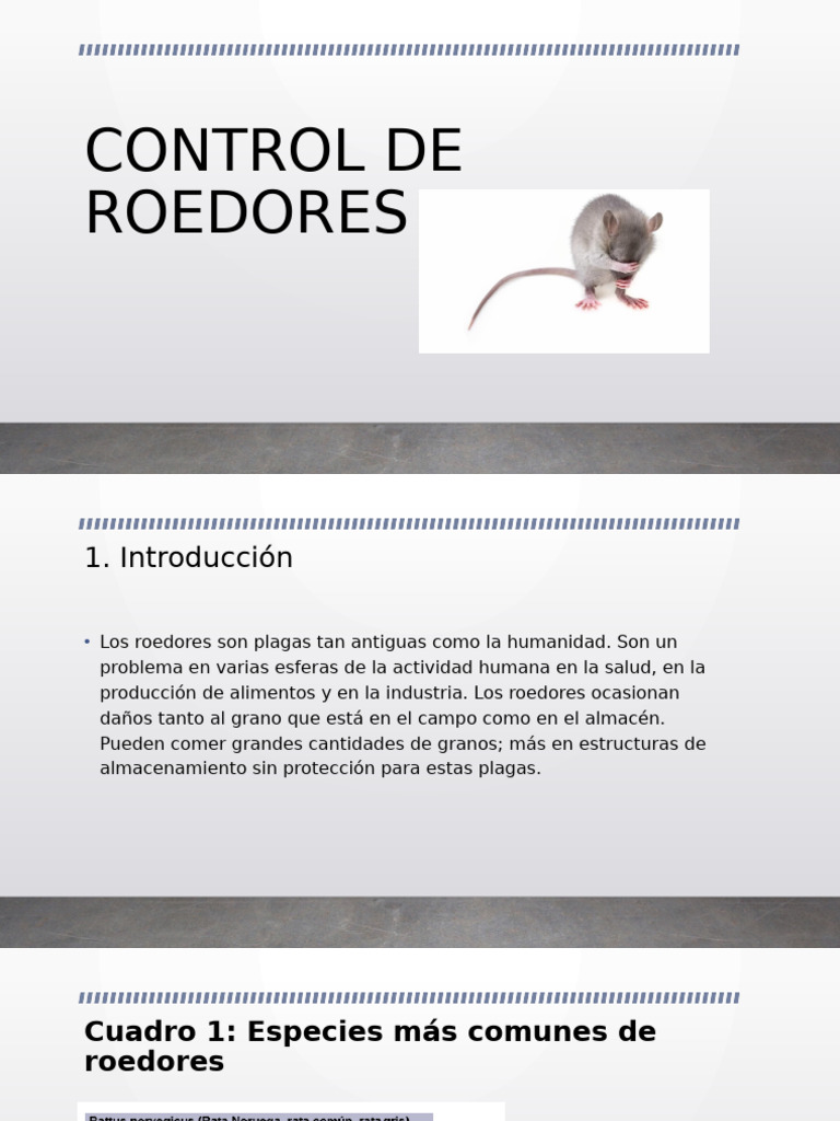 Control de Roedores | PDF | Roedor | Alimentos