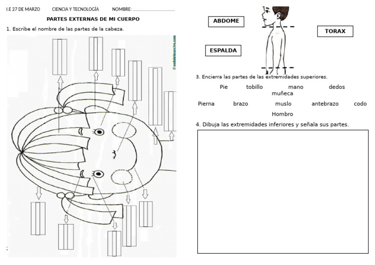 Partes Externas del Cuerpo Humano | PDF