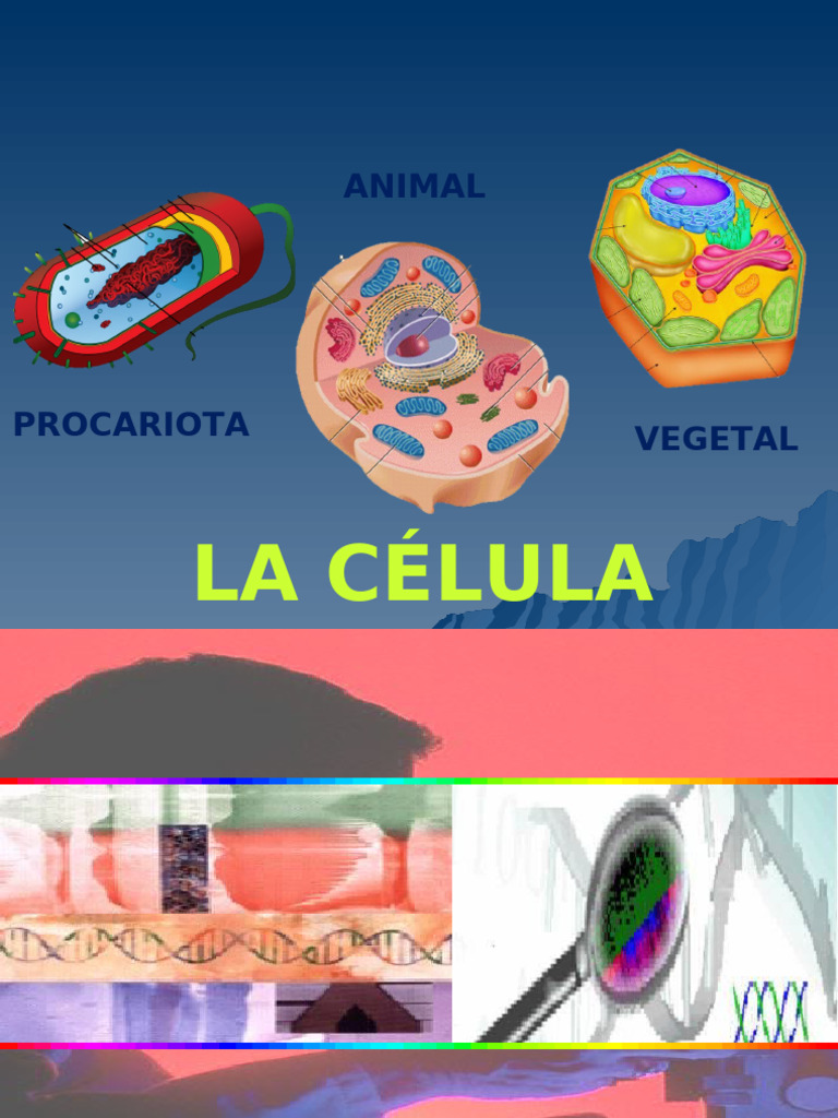 Comparativa de Células Procariotas y Eucariotas | PDF | Biología ...