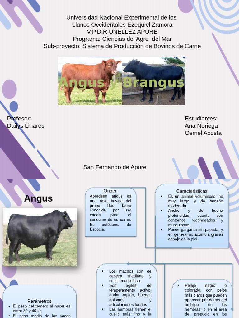 Características de Angus y Brangus | PDF | Vacas | Ganado