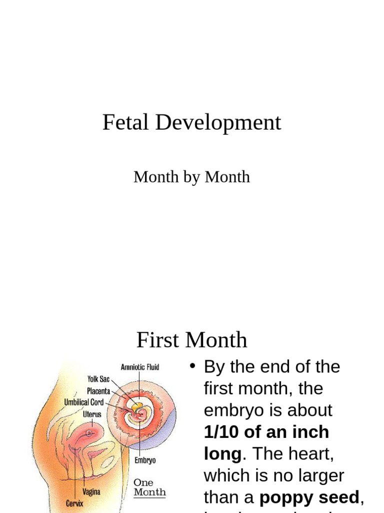 Month-by-Month Fetal Development Guide | PDF