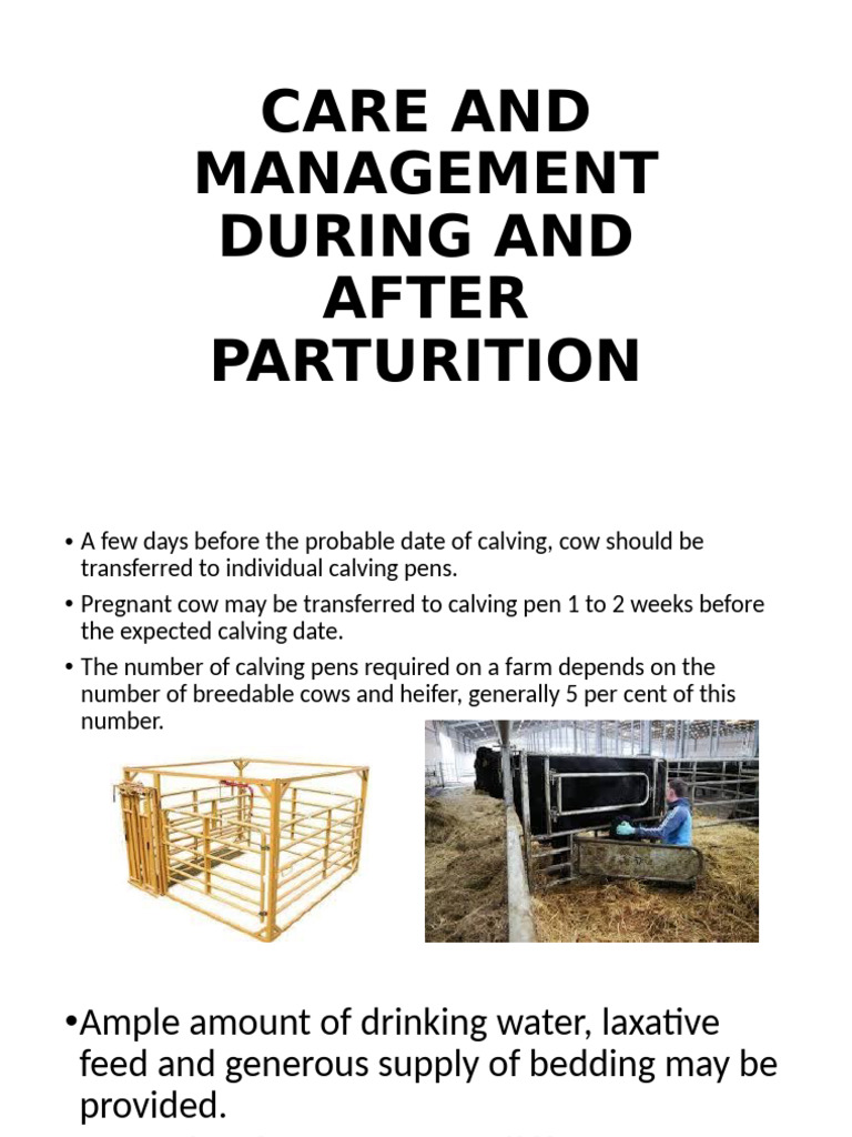 Calving Pen Design and Management | PDF | Cattle