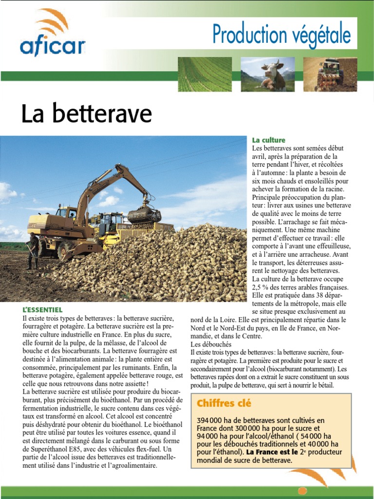 Présentation de La Culture de La Betterave (Aficar) | PDF | Bioéthanol ...