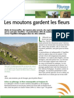 Paturage: Les Moutons Gardent Les Fleurs (Aficar)