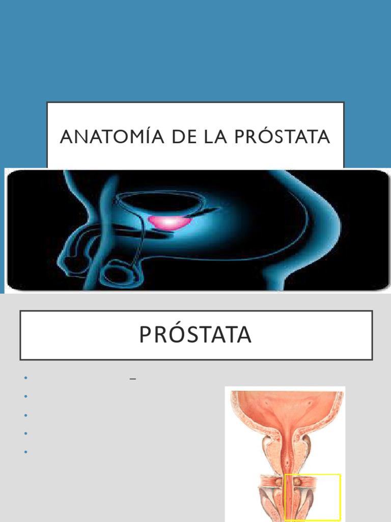 Anatomía de la Próstata y Estructura | PDF