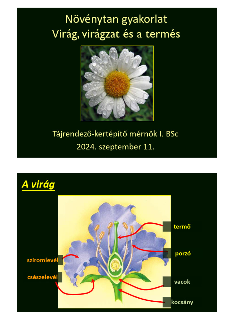 Virág, Termés | PDF