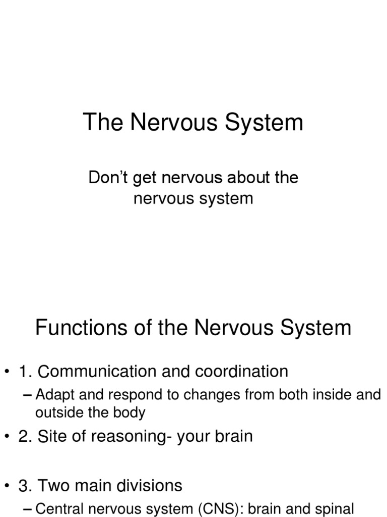 Overview of the Nervous System Functions | PDF