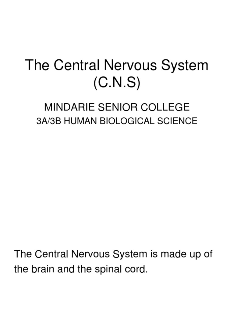 Overview of the Central Nervous System | PDF | Central Nervous System ...
