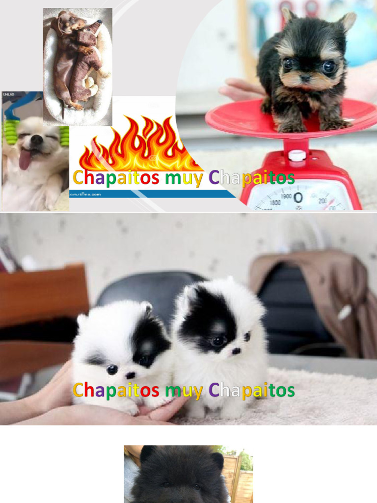 Capiraba: El Perrito de Awa | PDF