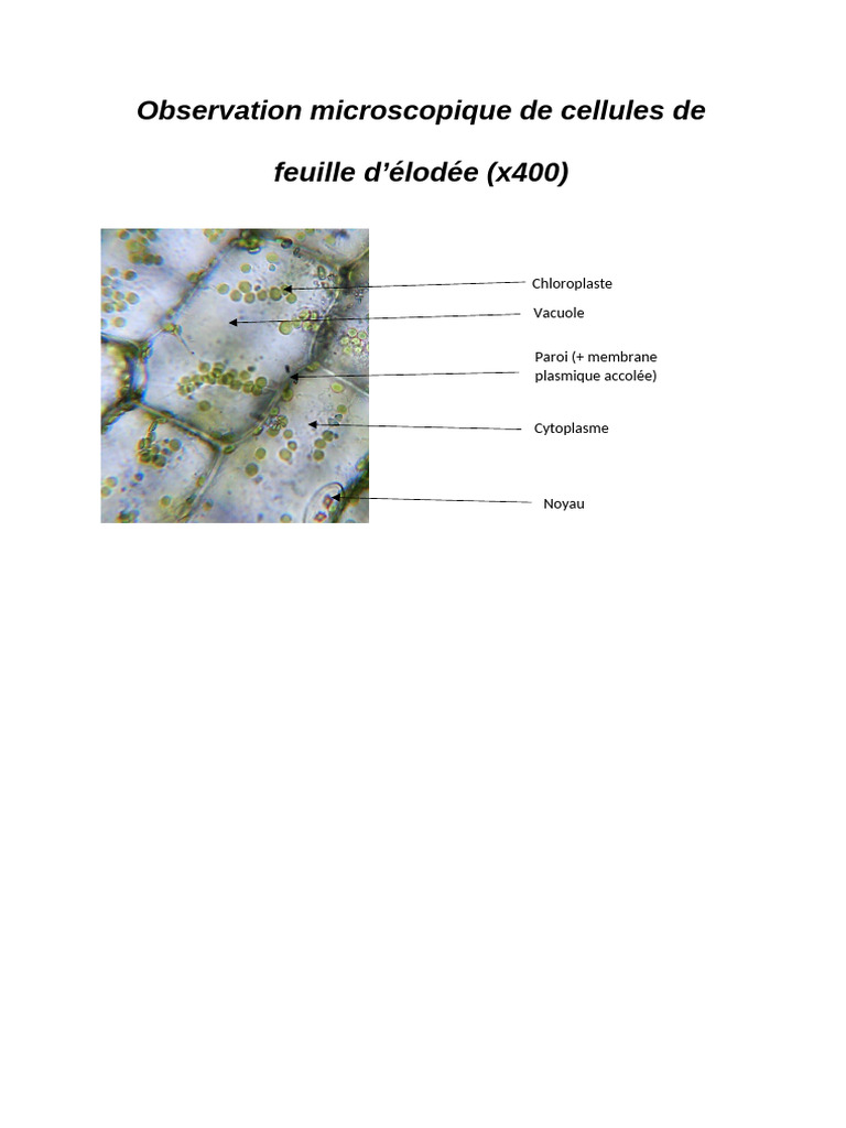 Observation des cellules d'élodée au microscope | PDF