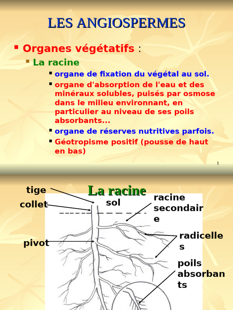 Types de racines chez les angiospermes | PDF | Racine | Organismes