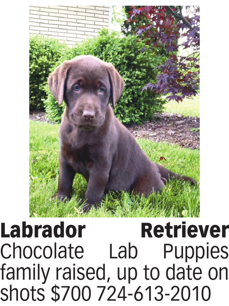 Labrador Retriever: Chocolate Lab Puppies Family Raised, Up To Date On ...