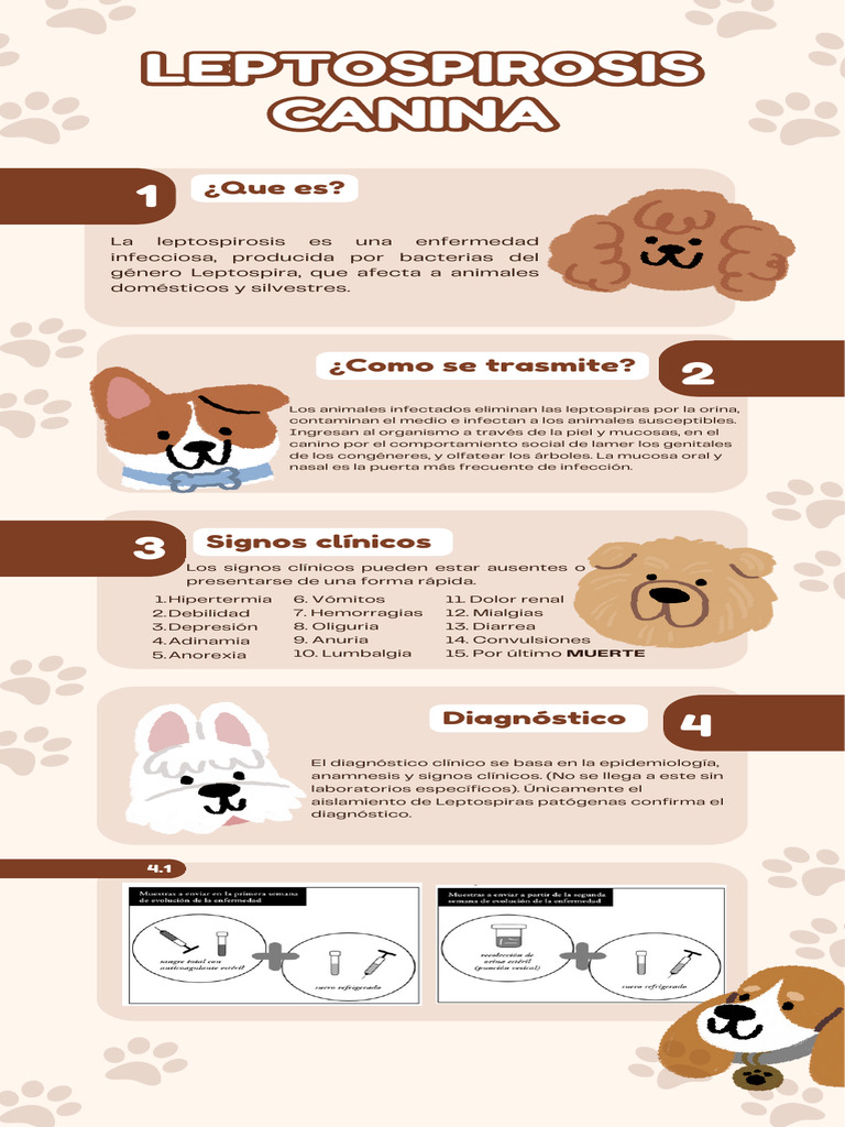 Leptospirosis Canina: Síntomas y Tratamiento | PDF | Enfermedades y ...