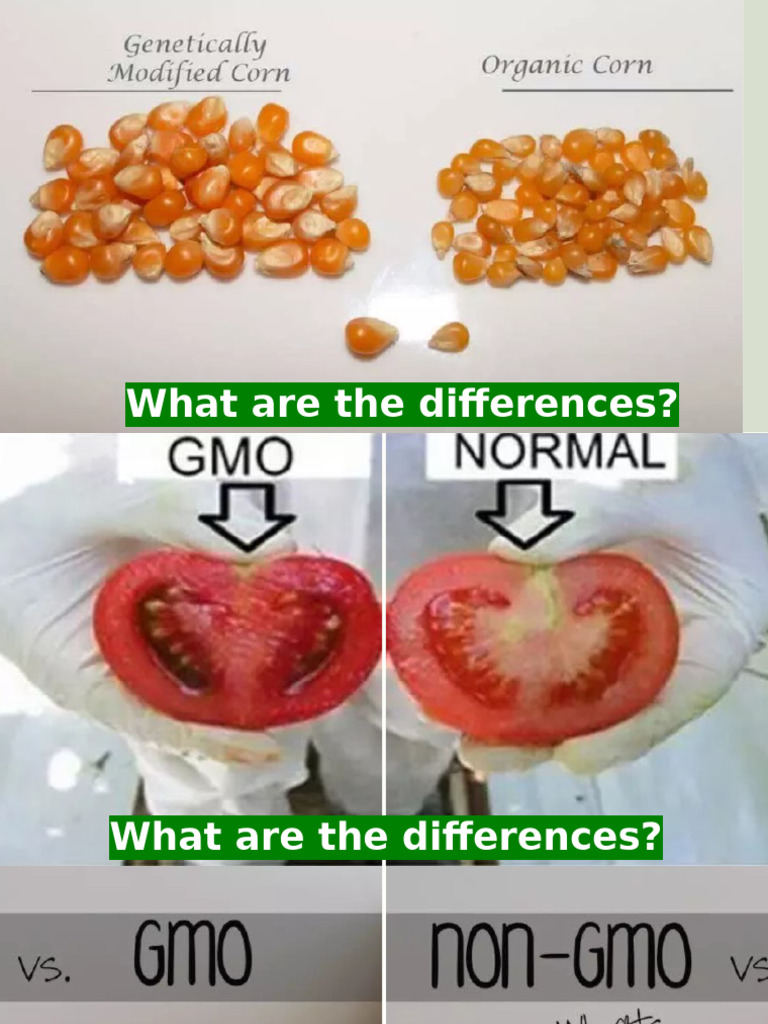 GMO vs Non-GMO: Key Differences Explained | PDF | Genetically Modified ...