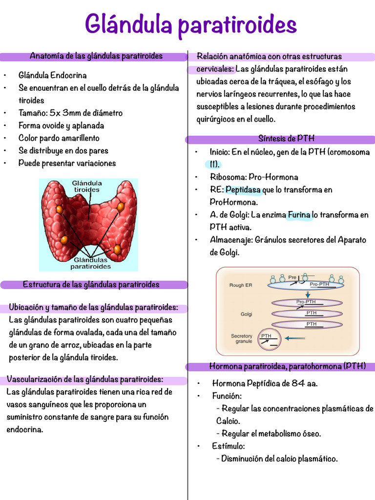 Función y anatomía de las paratiroides | PDF | Calcio | Vitamina D