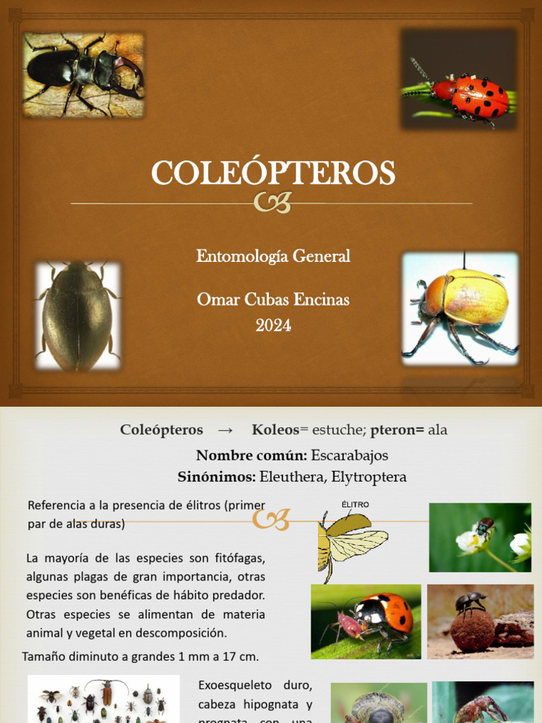Coleópteros: Características y Hábitos | PDF | Escarabajo | Insectos