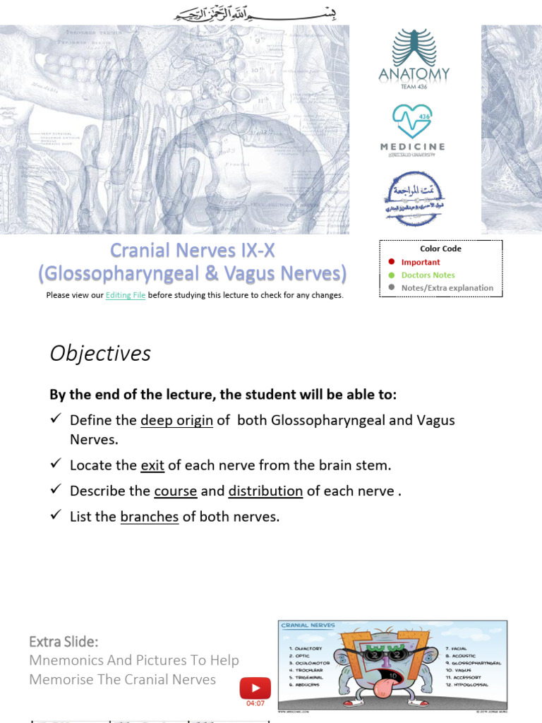 Glossopharyngeal and Vagus Nerves Overview | PDF | Vagus Nerve | Human ...