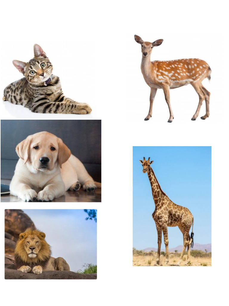 Animal | PDF