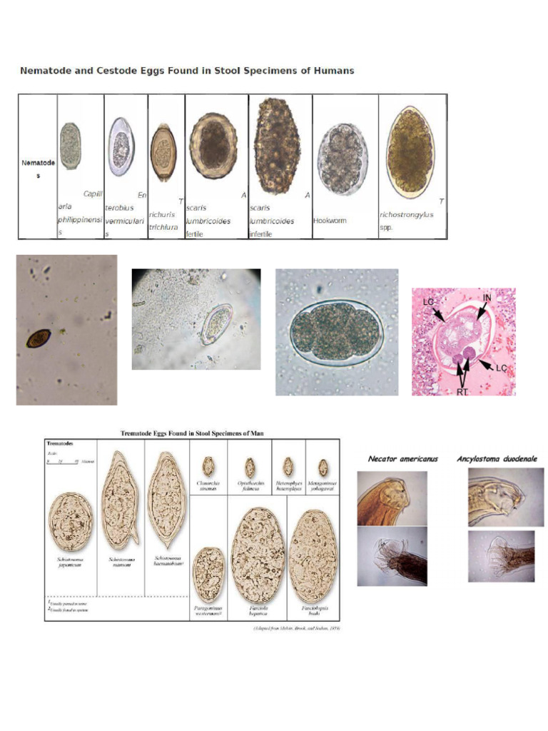 parasites-eggs-pdf