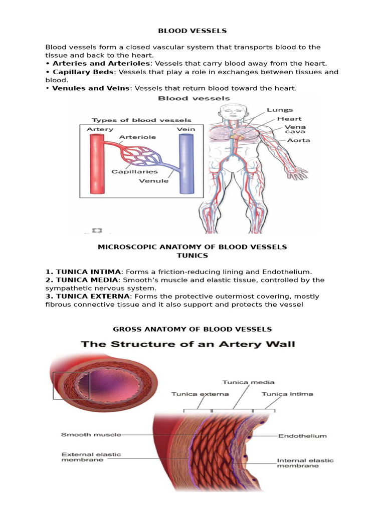 Blood Vessel Anatomy and Physiology | PDF | Lung | Aorta