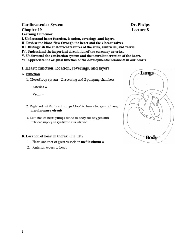 Heart Anatomy and Function Overview | PDF | Coronary Circulation | Heart