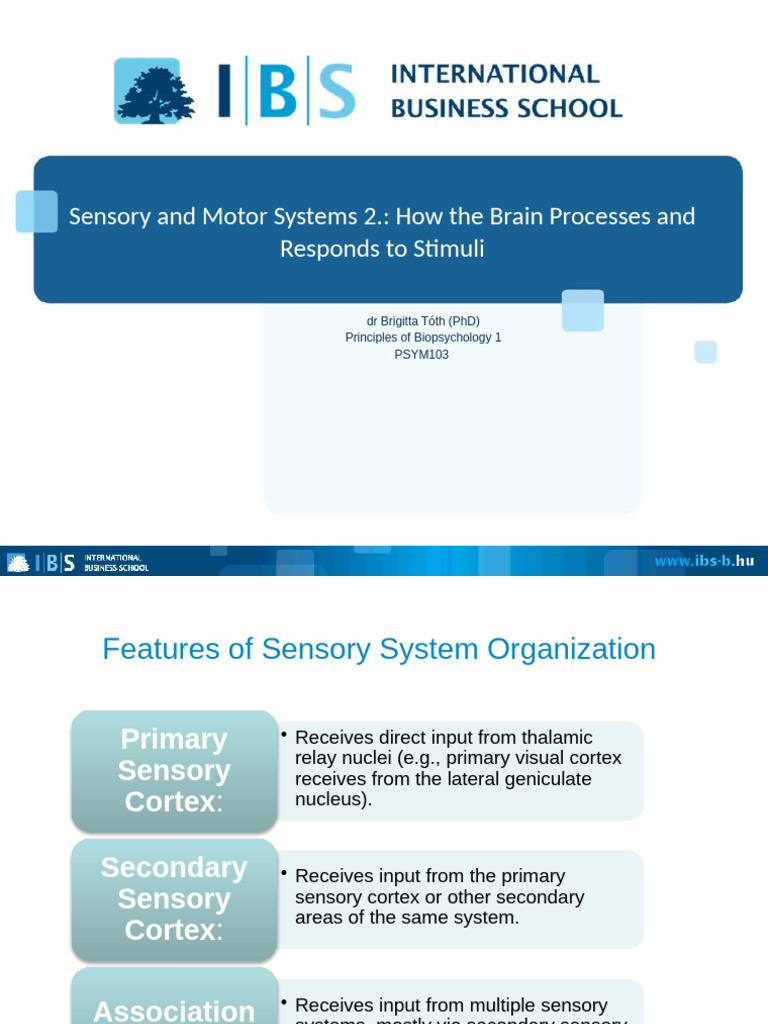 Sensory and Motor Systems 2 | PDF | Auditory System | Somatosensory System