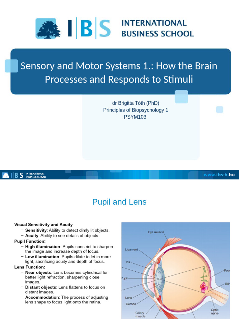 Brain Processing of Visual Stimuli | PDF | Retina | Visual Cortex
