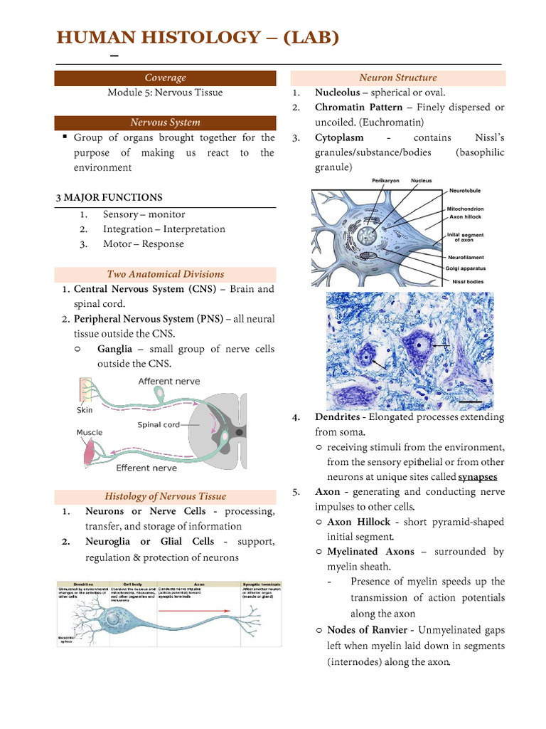 Nervous Tissue Histology Overview | PDF