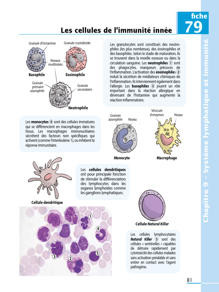 Cellules de l'immunité innée | PDF | Système immunitaire | Macrophage
