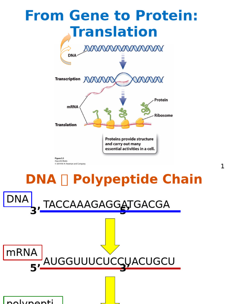 Understanding Translation Mechanics | PDF | Translation (Biology ...