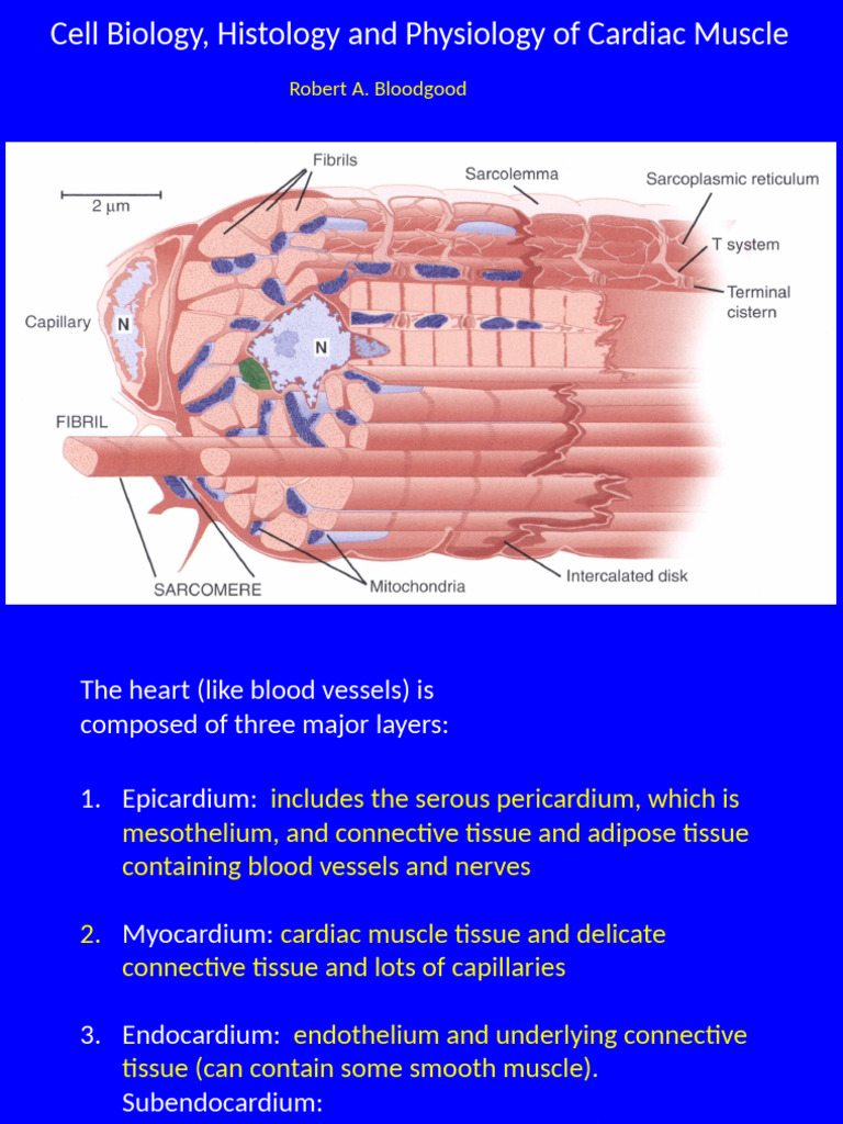 Cardiac Muscle Structure And Function Pdf Cardiac Muscle Muscle 