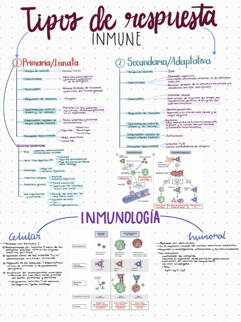 Respuesta Inmune | PDF